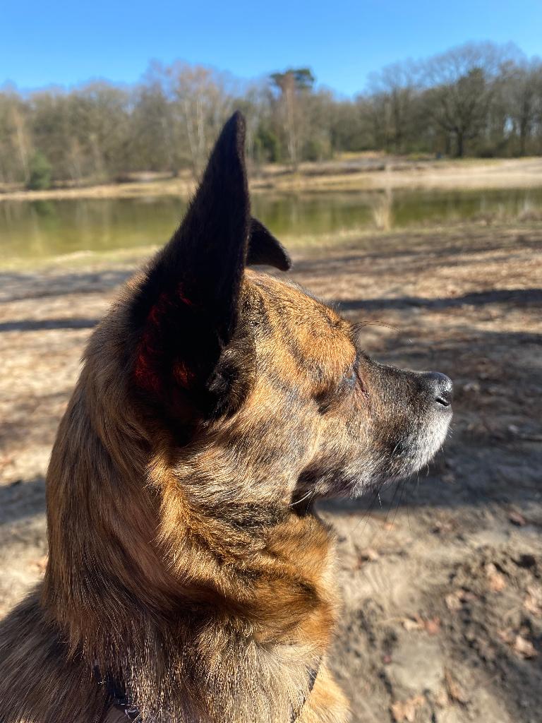 Pepper zoekt baasje, Particulier, Buitenland, Teef, Parvo