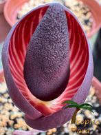 Amorphophallus aphyllus knollen (bloeibaar formaat), Huis en Inrichting, Kamerplanten, Overige soorten, Ophalen of Verzenden, In pot