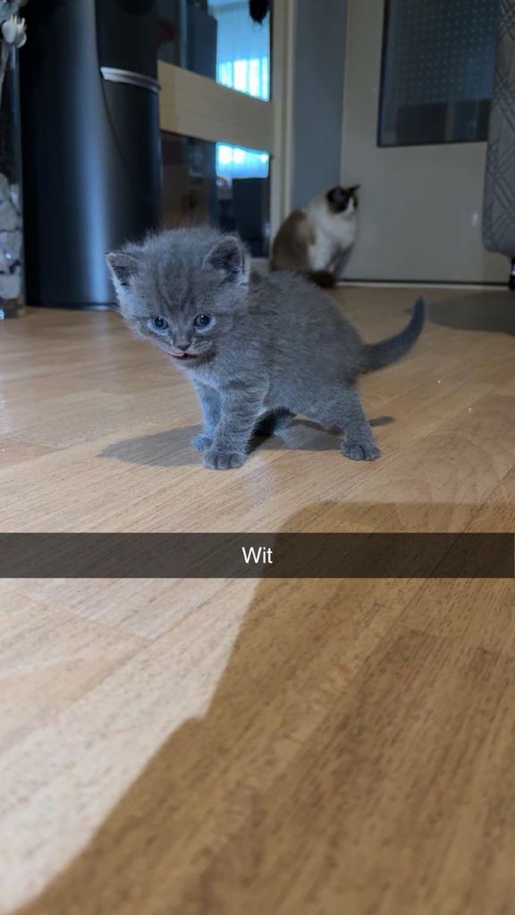 Laatste britste korthaar te koop, Dieren en Toebehoren, Meerdere dieren, Ontwormd