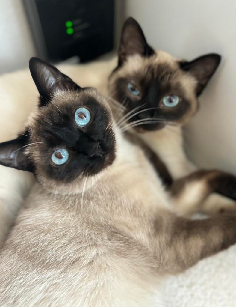 Siamees 2 jaar, Poes