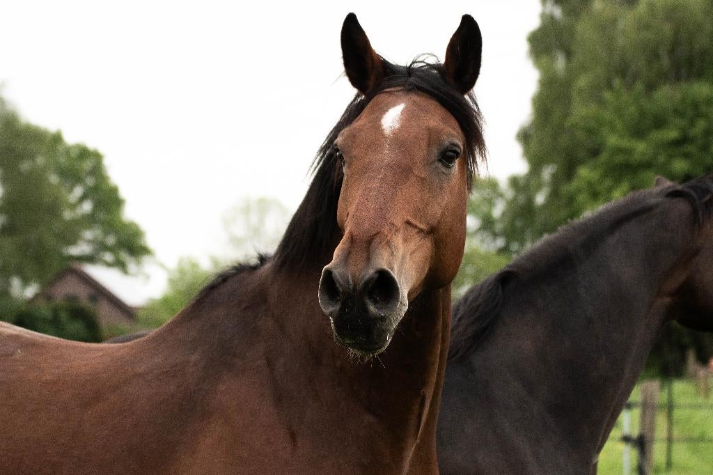 Knappe allround KWPN ruin L/M dr. 1.10 spr, B/L cross, Dieren en Toebehoren, Paarden, Springpaard, 175 cm of meer, Met stamboom