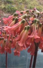 Vintage jaren’70 terracotta tulpen grijs/zwart potten gratis, Overige materialen, Binnen, Ophalen of Verzenden, Zo goed als nieuw