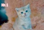 Kittens British shorthair / Britse Korthaar cartoon cats, Dieren en Toebehoren, Meerdere dieren, Gechipt, 0 tot 2 jaar