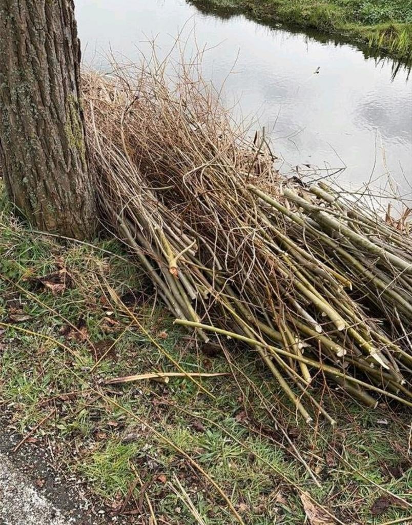 Gezocht: Wilgentakken in Putten (Bijsterveld, Kievitlaan), Ophalen of Verzenden, Overige soorten, Struik, 100 tot 250 cm