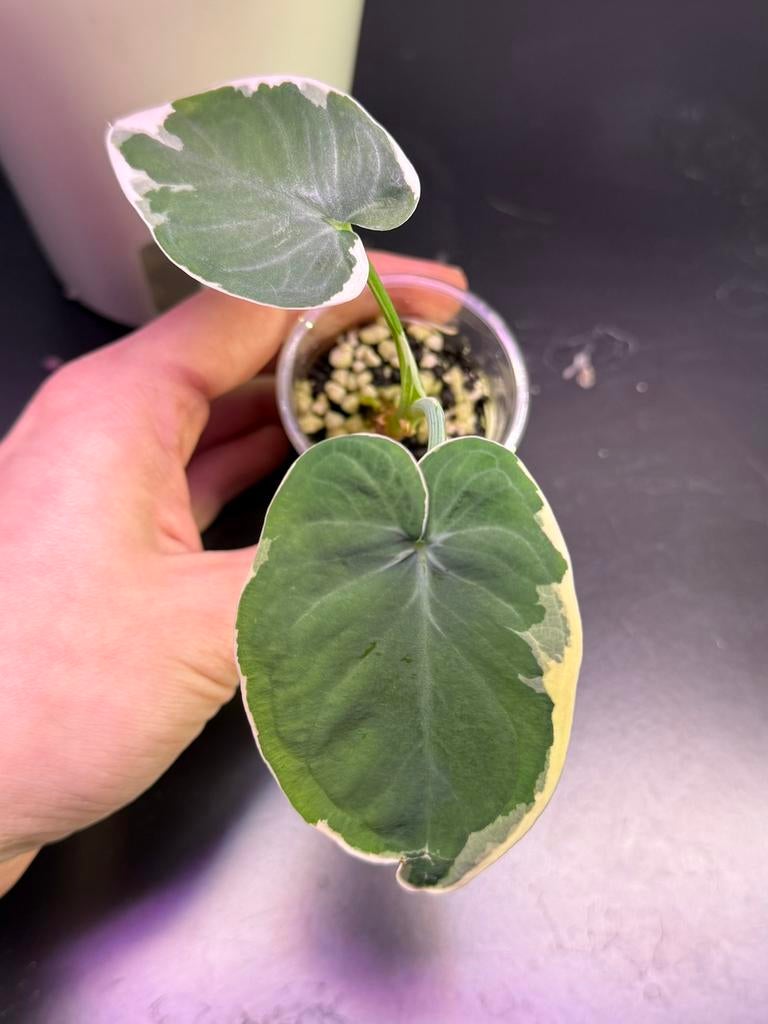 Alocasia Sagittifolium Variegata (mickey mouse), Verzenden, Halfschaduw, Minder dan 100 cm