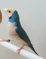 Gezocht - Gouldamadine pop blauw roodkop paarsborst / wit, Vrouwelijk, Tropenvogel, Geringd