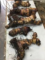 Canna,s, Tuin en Terras, Ophalen, Volle zon, Zomer, Groenteplanten