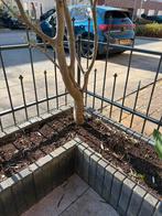 2 stuks olijfboom, Ophalen, Zo goed als nieuw