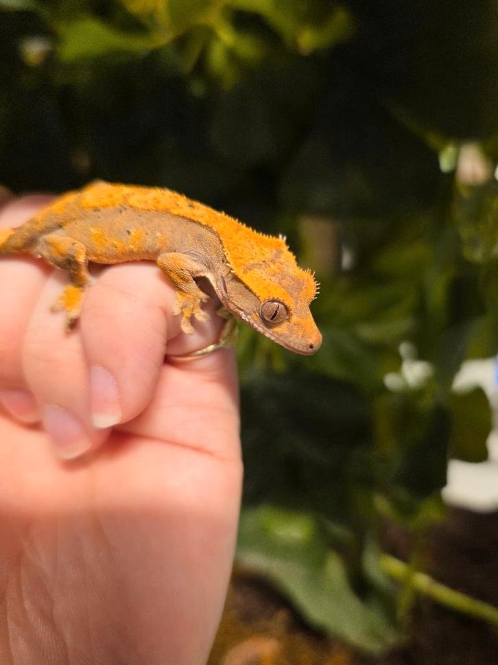 Wimper gekko Crested Gecko - unknown for sale from Franc's Dierenshop XL
