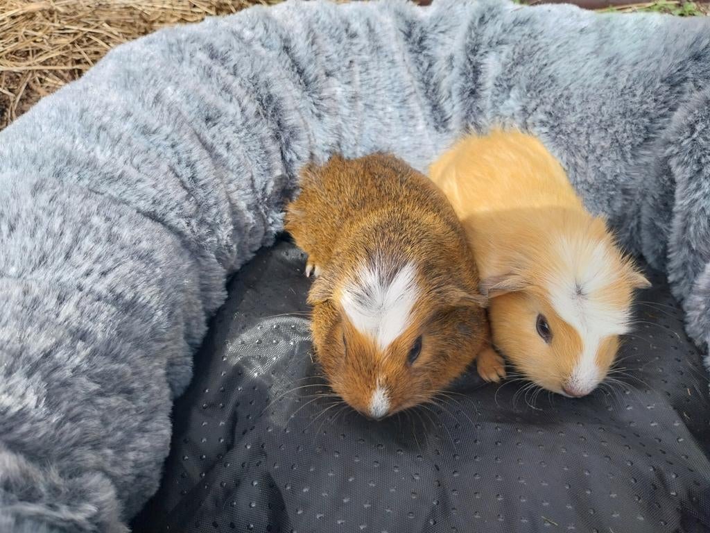Cavia broertjes, Mannelijk, Tam, Maart, Cavia