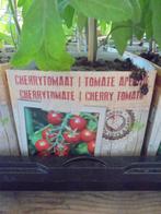 cherry tomaten, Volle zon, Groenteplanten, Eenjarig, Ophalen of Verzenden