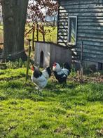 Brahma hanen, Dieren en Toebehoren, Pluimvee