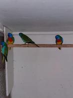 Splendid Mannen Wildkleur, Mannelijk, Parkiet, Geringd