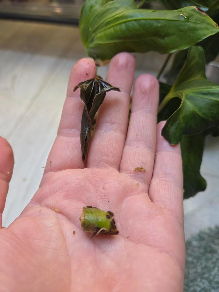 Anthurium indo portillae x X-one stemcutting, Huis en Inrichting, Kamerplanten, Ophalen of Verzenden, Halfschaduw, Minder dan 100 cm