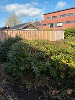 Gratis af te halen: Rhododendrons en andere tuinplanten, Tuin en Terras, Planten | Tuinplanten, Vaste plant, Halfschaduw, Lente