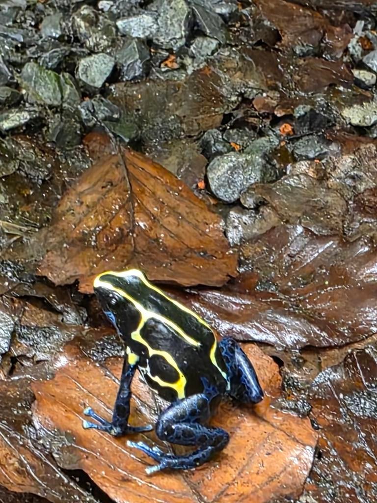 Dendrobates tinctorius nominaat kikkers of larven, Dieren en Toebehoren, Reptielen en Amfibieën, Amfibie, 0 tot 2 jaar