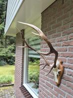 Mooi Groot Edelhert Gewei Echte Schedel Jacht Mancave c89, Verzamelen, Dierenverzamelingen, Ophalen, Gebruikt, Hert, Gewei of Kop