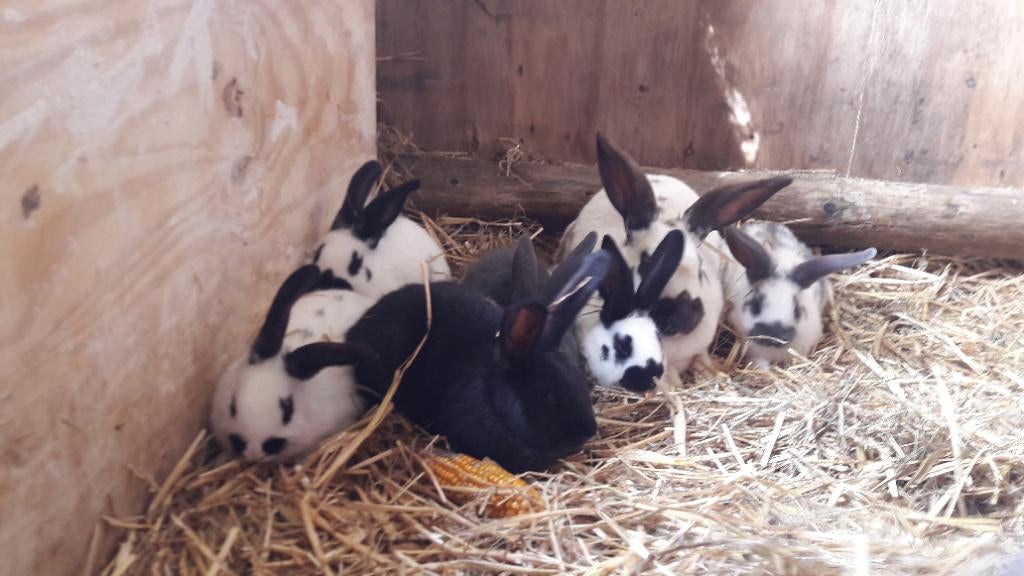 Jonge lotharinger konijnen (groot), Dieren en Toebehoren, Meerdere dieren, Groot, 0 tot 2 jaar