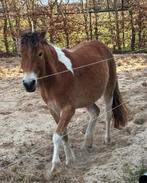 Unieke smooth coated Curly merrie, Dieren en Toebehoren, Merrie, 0 tot 2 jaar