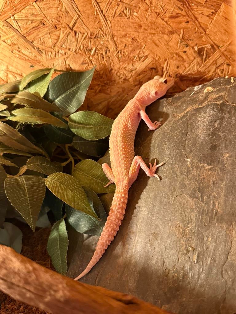 Luipaardgekko vrouwtje, Dieren en Toebehoren, Hagedis, 0 tot 2 jaar