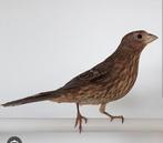 Gezocht mecixaanse roodmus pop, Vrouwelijk