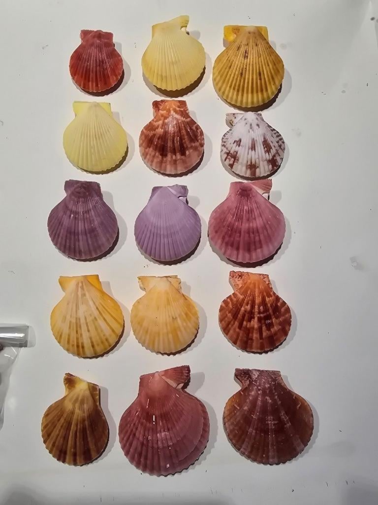 Mooie dubbelkleppige schelpen ( echte kleuren) 0.50 per stuk, Ophalen of Verzenden