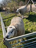 2 dekrammen, Dieren en Toebehoren, Mannelijk, Schaap, 3 tot 5 jaar