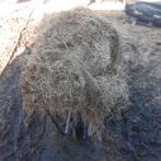 Te koop grote kuilpakken., Ophalen, Vee