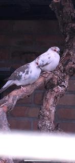 Prachtig koppel bonte diamant duifjes, Dieren en Toebehoren, Meerdere dieren, Overige soorten