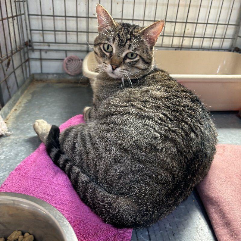 ACE: Lollo zoekt samen met Lalla een nieuwe thuis!, Kater, Kortharig, 3 tot 5 jaar