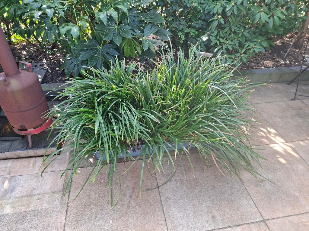 Siergrassen, Tuin en Terras, Planten | Tuinplanten, Siergrassen, Volle zon, Ophalen