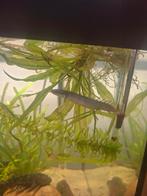 Senegal bichir, Dieren en Toebehoren