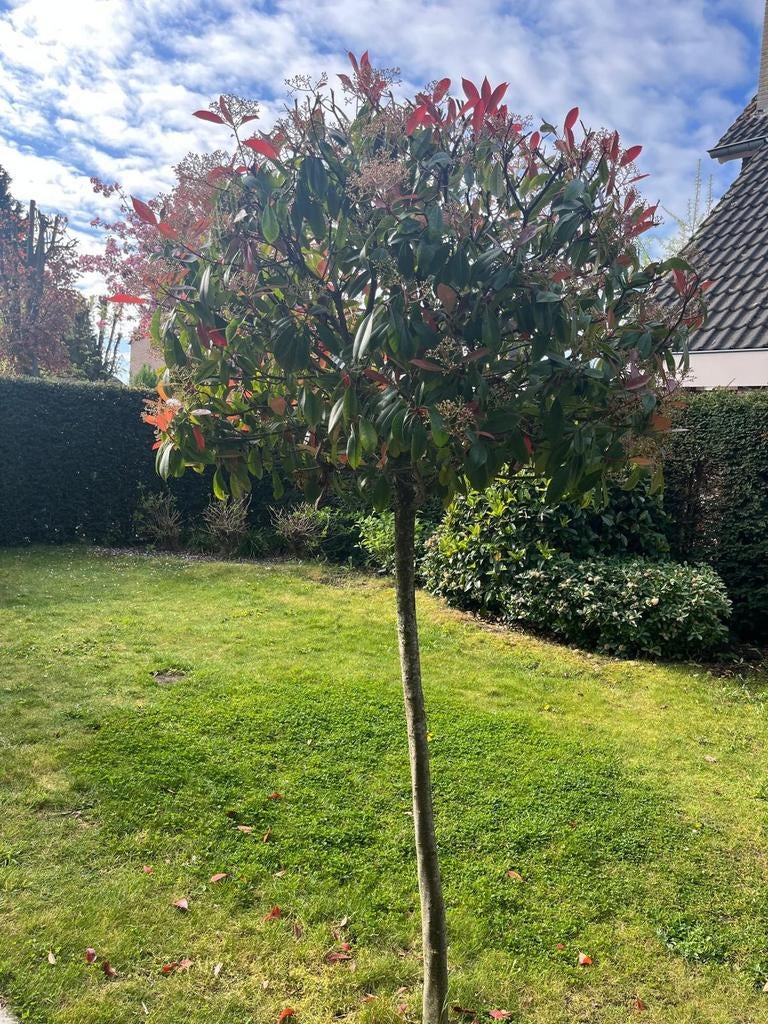 2 x Red Robin op stam, Tuin en Terras, Planten | Bomen, Ophalen, Halfschaduw, Bolboom, 100 tot 250 cm