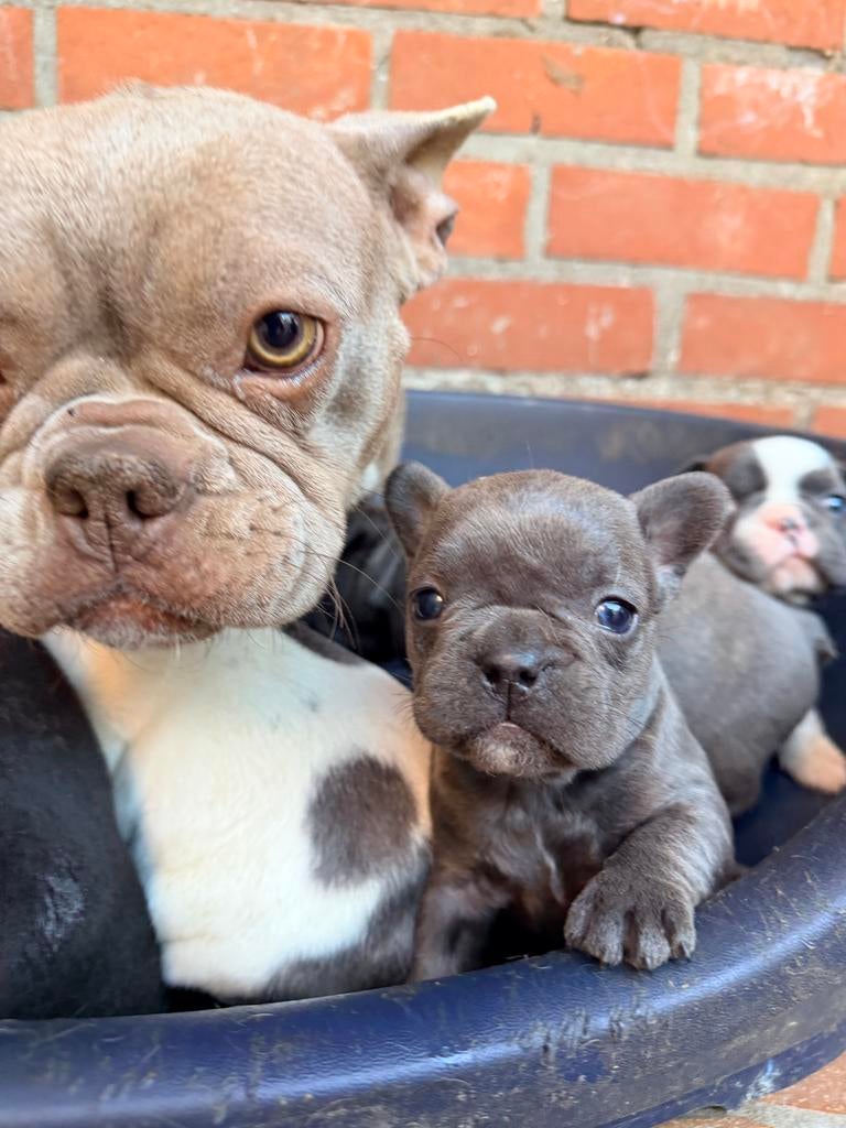 Franse bulldog pups, België, Particulier, HCC (leverziekte), 8 tot 15 weken