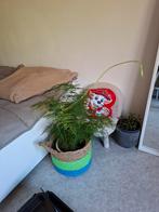 Kamerplant asparagus, Ophalen, Halfschaduw, Minder dan 100 cm