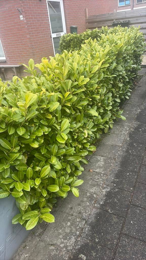 Laurieren, Tuin en Terras, Planten | Struiken en Hagen, Ophalen, Overige soorten