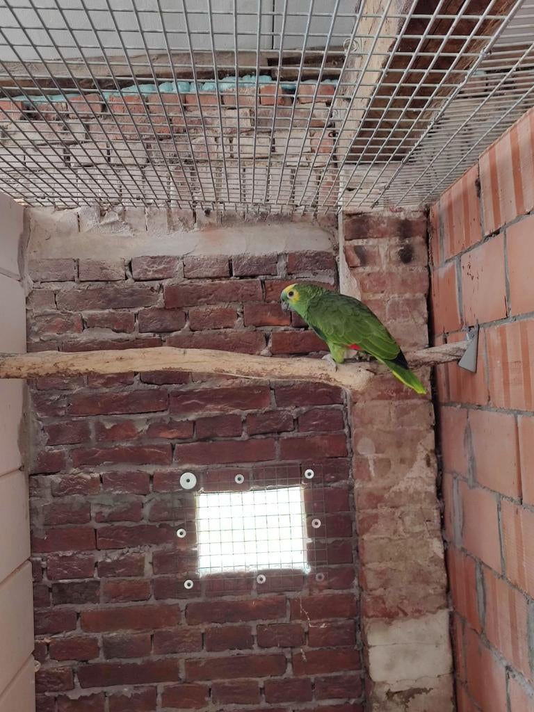 Blauwvoorhoofd amazone, Dieren en Toebehoren, Vogels | Parkieten en Papegaaien, Mannelijk, Papegaai, Geringd