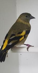 Zwartkopsijs koppel, Dieren en Toebehoren, Meerdere dieren, Tropenvogel