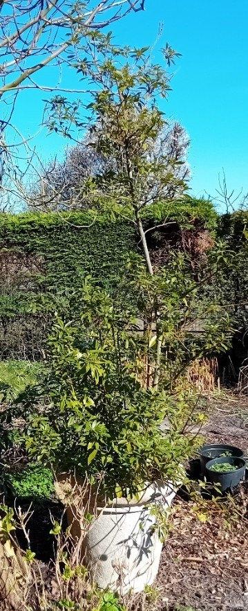 Grote Laurierstruik (Laurus nobilis), Ophalen, Volle zon, Vaste plant, Kruiden
