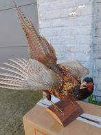 Taxidermie  diverse vogels., Ophalen of Verzenden, Gebruikt, Vogel, Opgezet dier