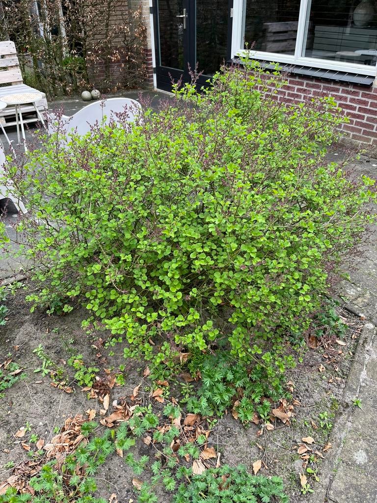 Gratis Sering bloeit lichtroze, Tuin en Terras, Ophalen, Overige soorten, Struik, Minder dan 100 cm