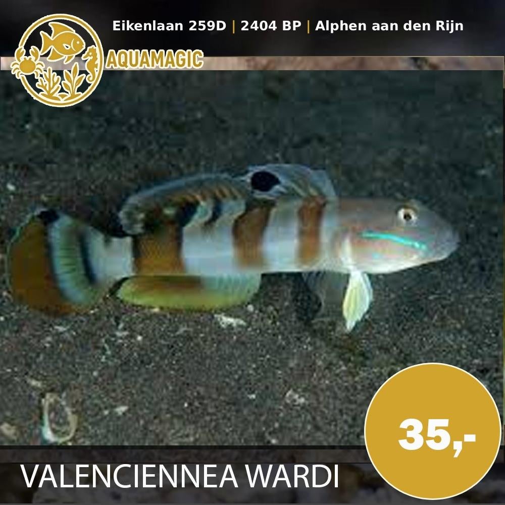 Valenciennea Wardi, Vis, Zoutwatervis