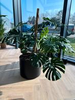 Grote Monstera Deliciosa - Exclusief pot, Huis en Inrichting, Kamerplanten, Ophalen, 100 tot 150 cm, Overige soorten, Halfschaduw