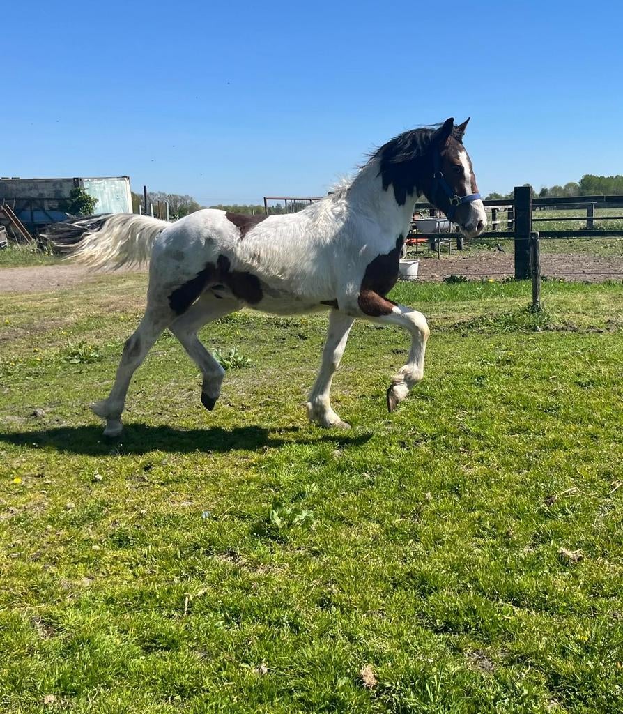 Tekoop mooie barock pinto hengst veulen/jaarling, Dieren en Toebehoren, Paarden, Niet van toepassing, 0 tot 2 jaar, Hengst, Gechipt