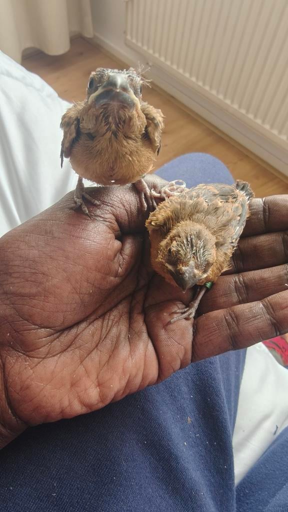 Twatwa koppel Maxi en twee jonge vogels, goed lezen Kiauw!!, Meerdere dieren, Tropenvogel, Geringd