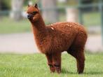 Alpaca Hengstje, Dieren en Toebehoren, Overige Dieren, Mei, Mannelijk