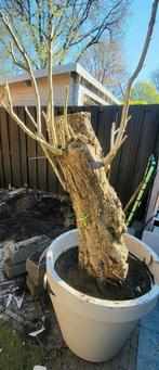 Hele oude olijfboom, Tuin en Terras, Bloeit niet, 100 tot 250 cm, Olijfboom, Ophalen