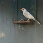 Merels koppel zwart bont, Dieren en Toebehoren, Vogels | Overige Vogels, Meerdere dieren, Geringd