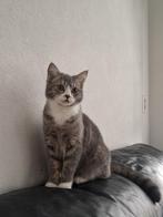 Kitten poes van 6,5 maanden oud kruising britse korthaar, Dieren en Toebehoren, Katten en Kittens | Raskatten | Korthaar, Poes