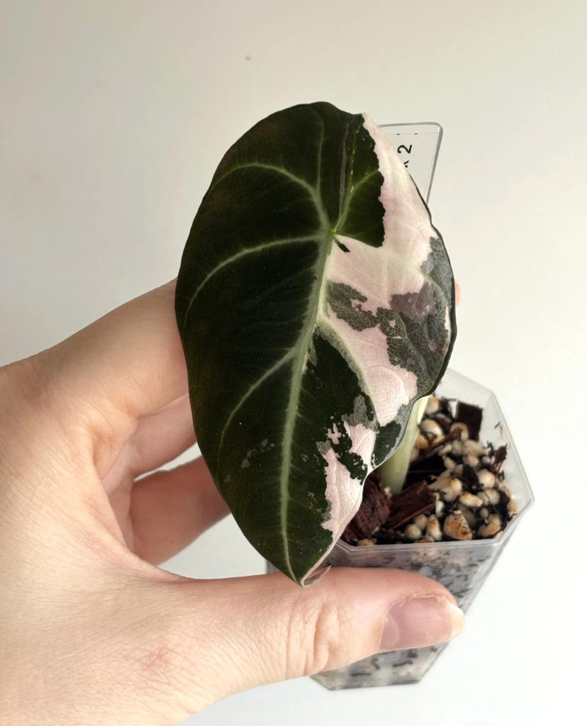 Alocasia Black Velvet Pink Variegated #2, Ophalen of Verzenden, Halfschaduw, Minder dan 100 cm